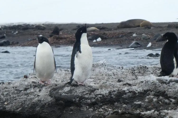 Three Adelie penguins stand on the rocky shoreline at Cape Shirreff