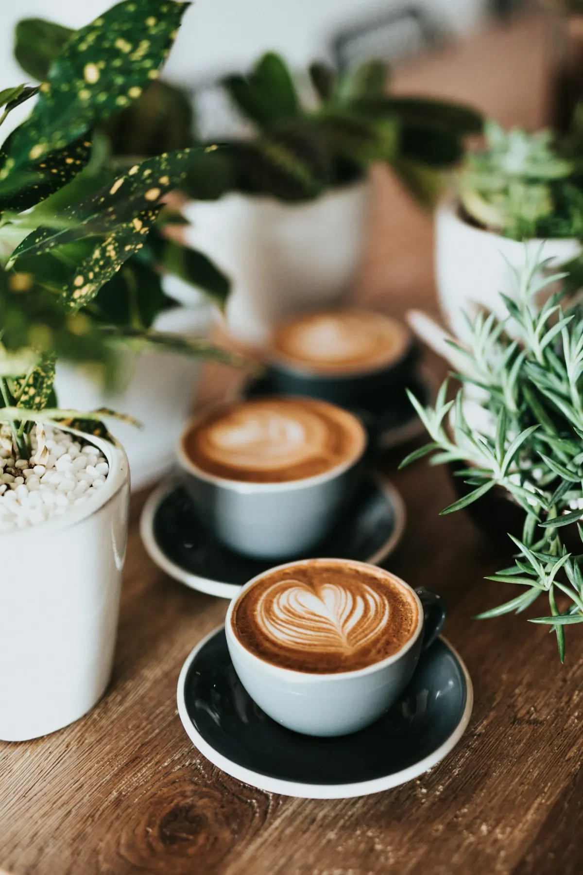 Three cups of latte art coffee on a wooden cafe counter among green plants