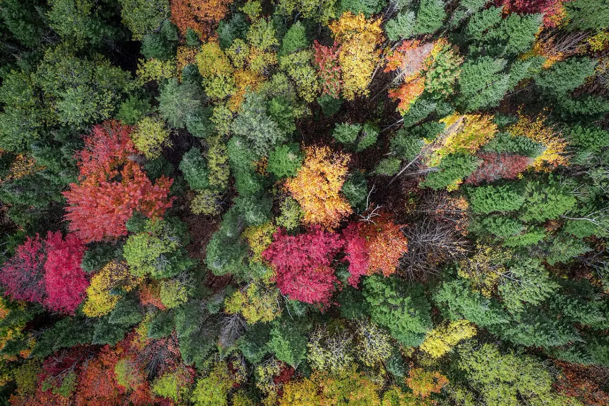 Aerial photograph of a forest canopy with green, red and yellow autumn leaves
