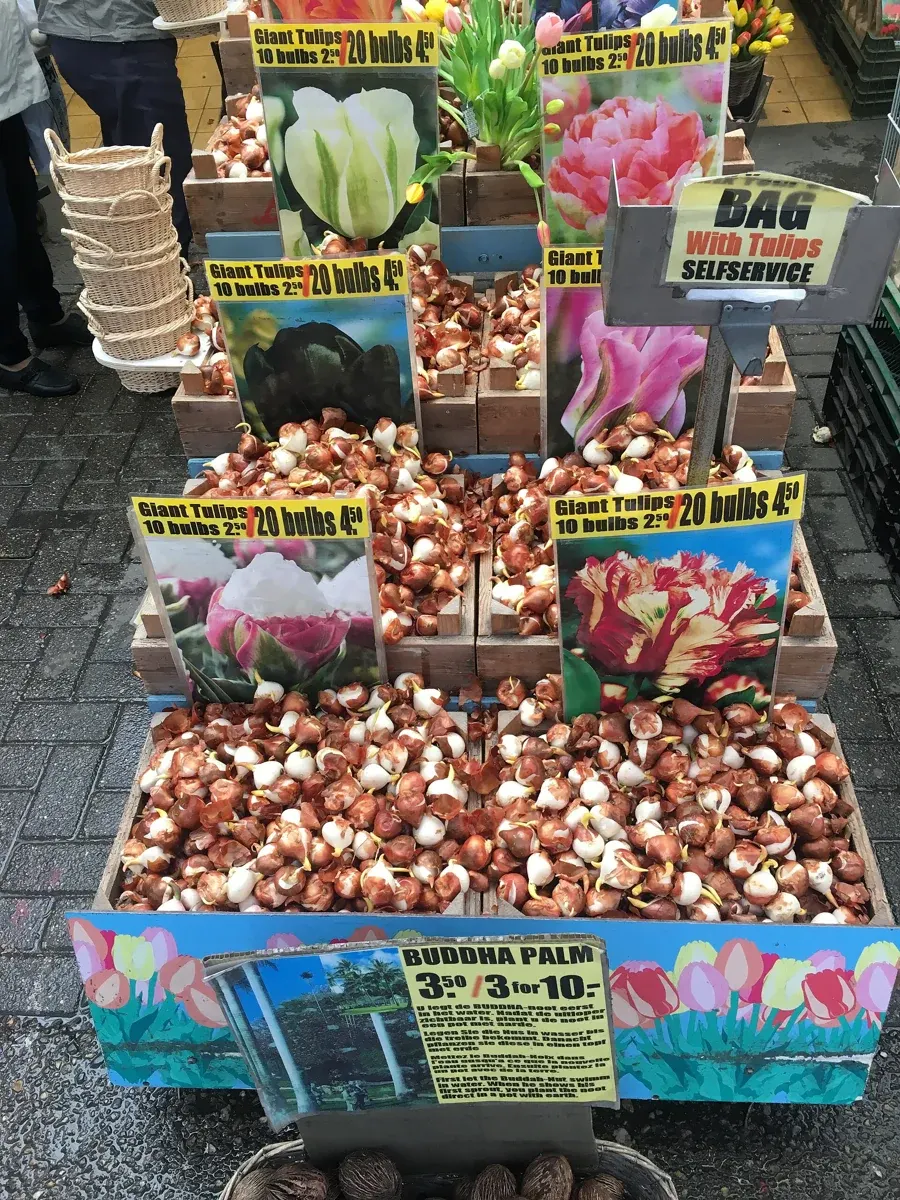 Bags of tulip bulbs offered at an Amsterdam market, illustrating bulb selection