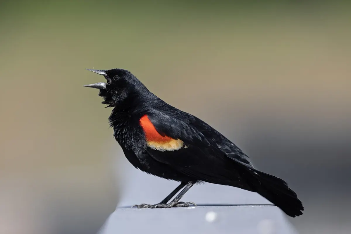 A red-winged blackbird photographed at John Heinz National Wildlife Refuge