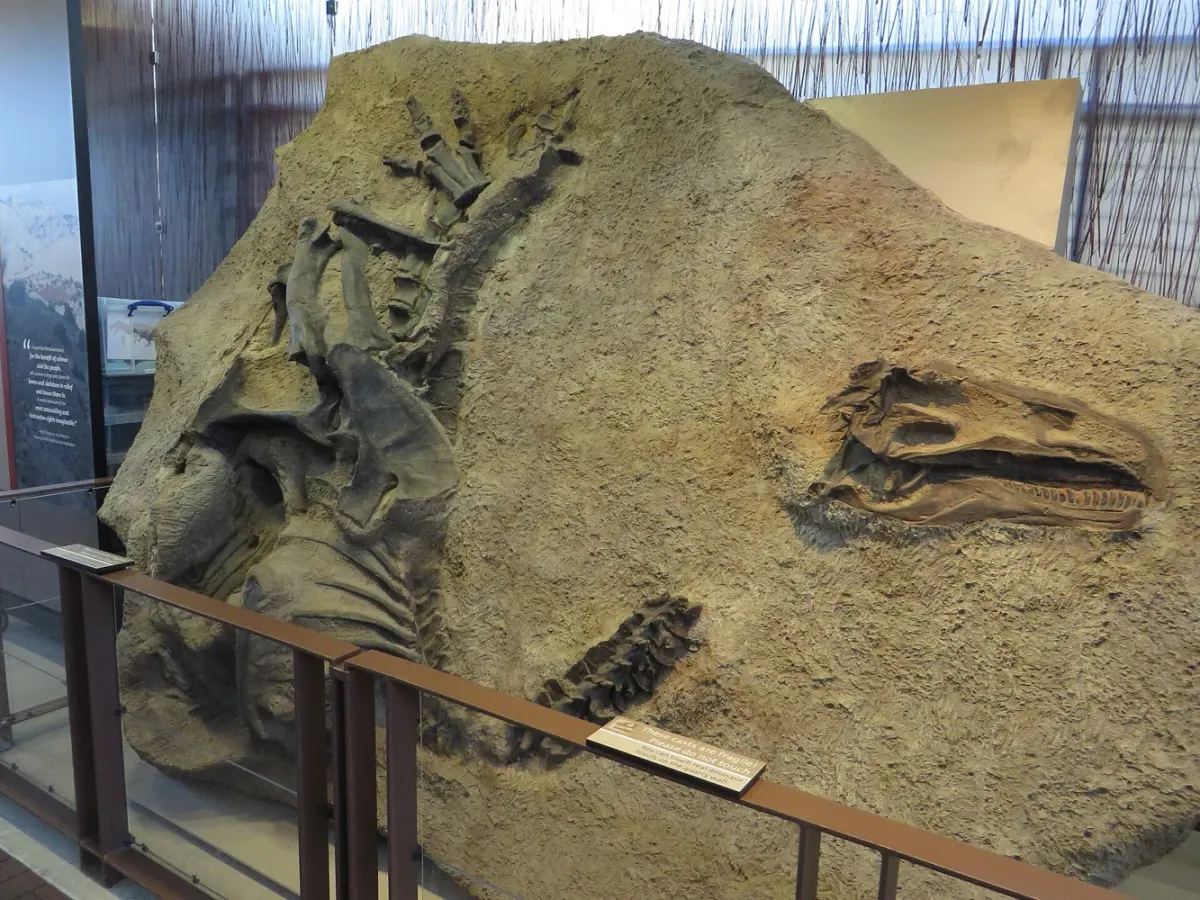 An Allosaurus fossil display at Dinosaur National Monument