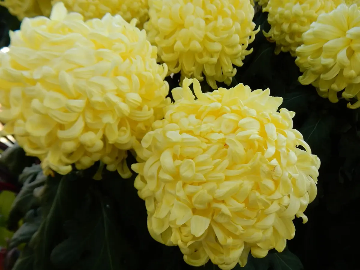 Yellow Kimono chrysanthemums photographed at Longwood Gardens in 2022