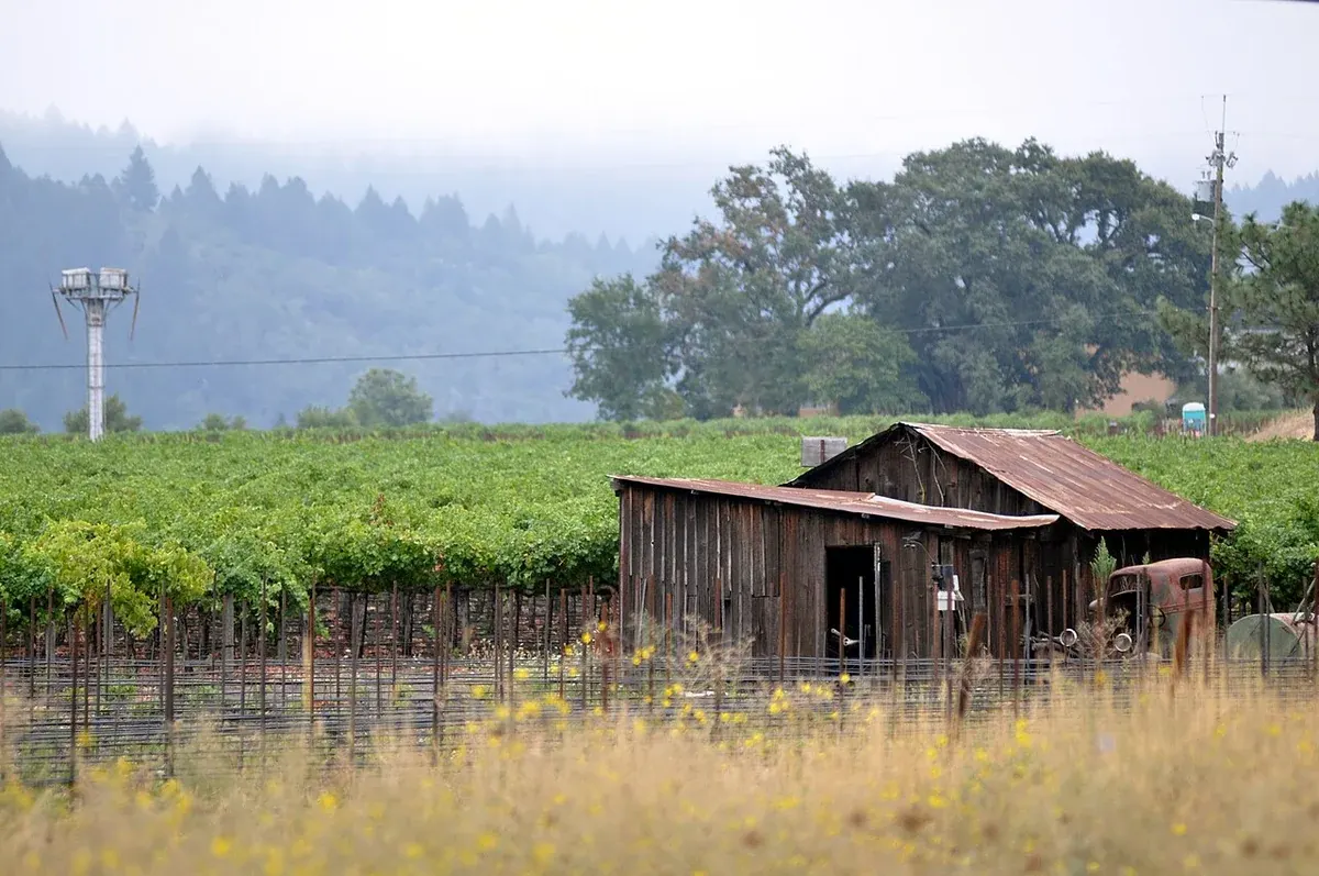Vineyards and hills in Napa Valley, the region surrounding the St. Helena museum