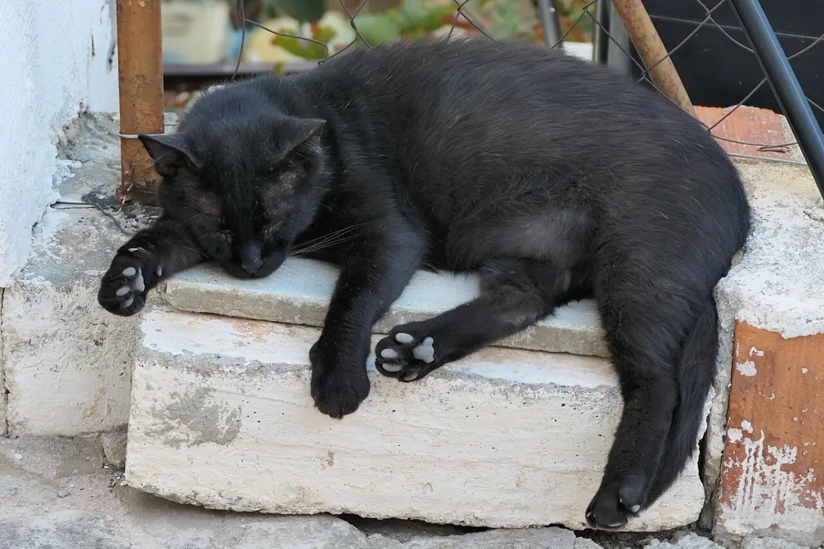 A black cat resting on a step in Sitia, Crete; a contextual photograph, not a still from Flow