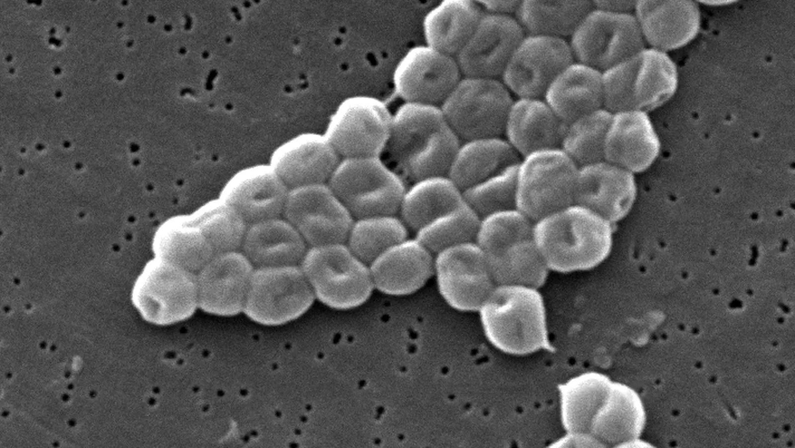 Black and white microscope image of a cluster of rounded bacteria on a pitted surface