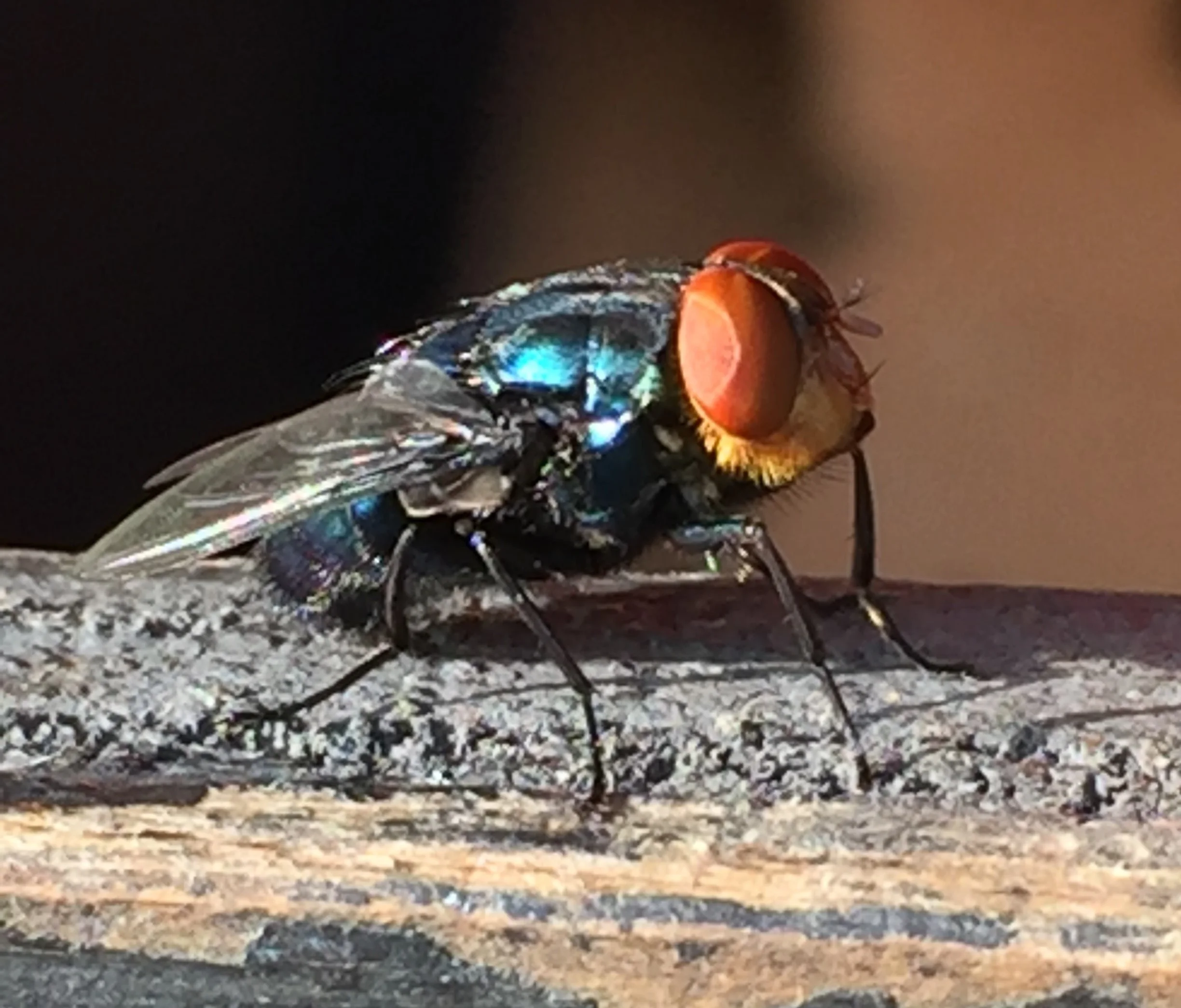 Close-up side view of an adult New World screwworm fly with orange eyes