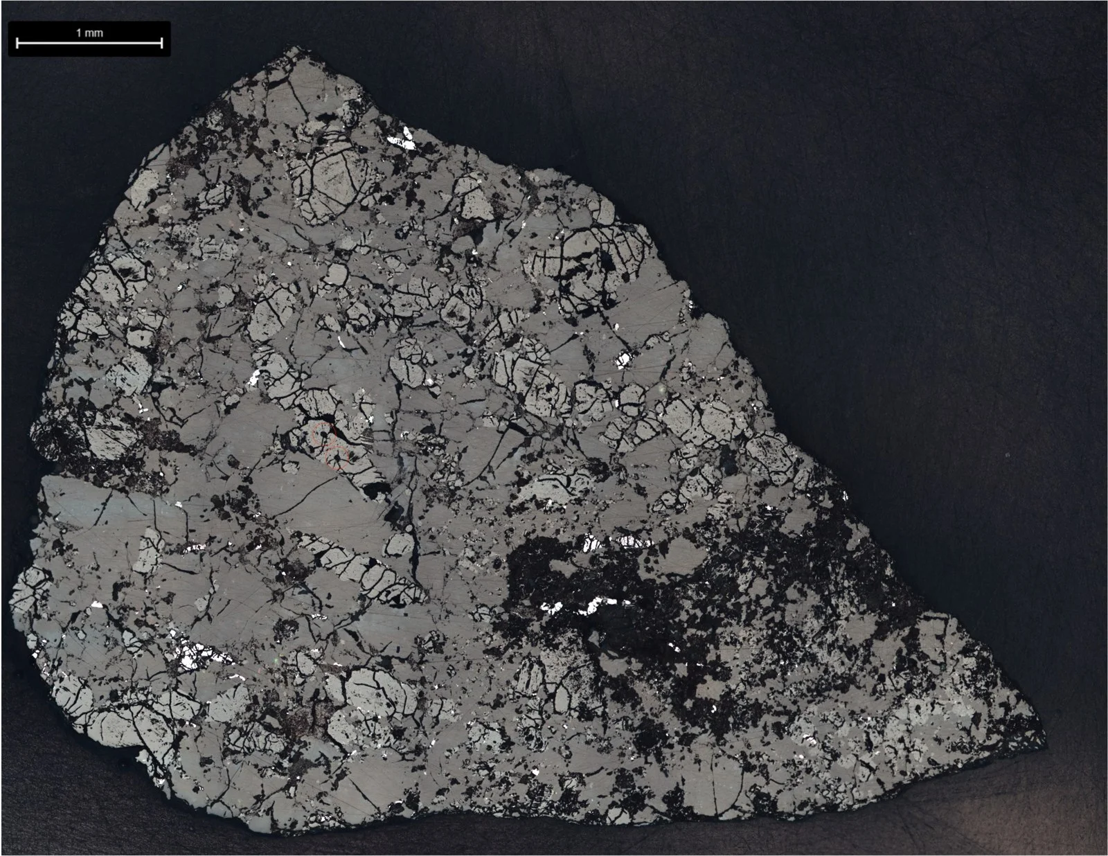 Gray polished slice of rock with bright mineral grains and darker patches, shown under reflected light with a 1-millimeter scale bar